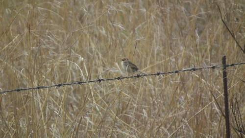 Wailing Cisticola (Cisticola lais), photo 9