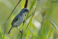 Sporophila leucoptera