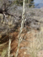Muhlenbergia straminea