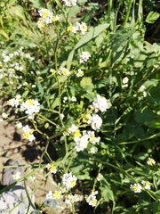 Crambe hispanica