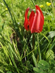 Tulipa agenensis