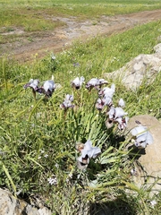 Iris hermona