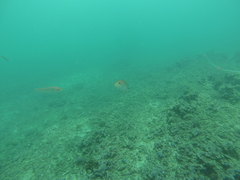 Halichoeres dispilus