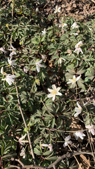 Anemonoides nemorosa