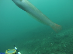 Halichoeres dispilus