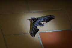 Adhemarius sexoculata