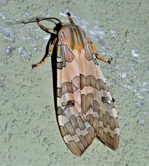 Halysidota ruscheweyhi