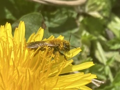 Andrena haemorrhoa