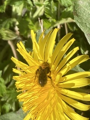 Andrena haemorrhoa