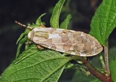 Halysidota tucumanicola