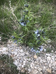 Amsonia ciliata