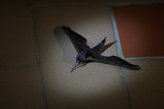 Adhemarius sexoculata