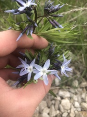 Amsonia ciliata