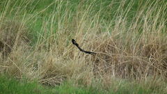 Euplectes progne progne