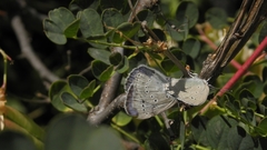 Iolana iolas