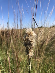 Pterocaulon