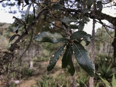 Quercus mexicana