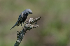 Sporophila melanogaster