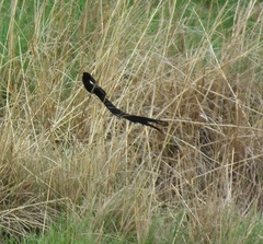 Euplectes progne progne