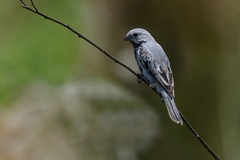 Sporophila melanogaster