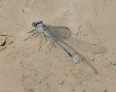 Argia moesta