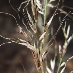 Muhlenbergia straminea