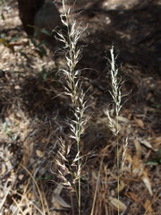 Muhlenbergia straminea