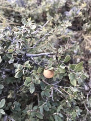 Quercus intricata