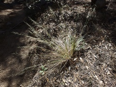 Muhlenbergia straminea