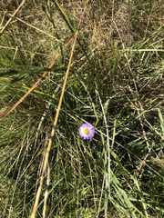 Symphyotrichum graminifolium