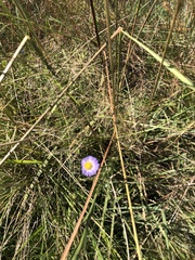Symphyotrichum graminifolium