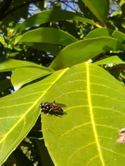 Xylota