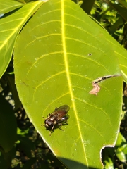 Xylota