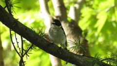 Ficedula semitorquata