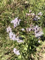 Chromolaena christieana