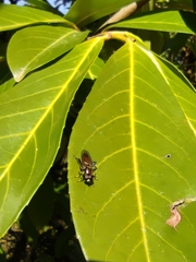 Xylota