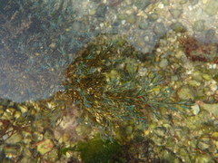 Ericaria selaginoides