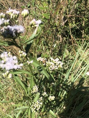 Chromolaena christieana