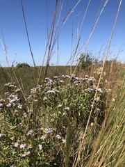 Chromolaena christieana