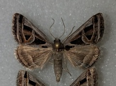 Callistege intercalaris