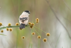 Sporophila pileata
