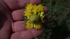 Bulbine narcissifolia