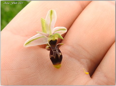 Ophrys scolopax apiformis