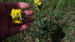 Bulbine narcissifolia