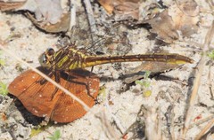 Phanogomphus minutus