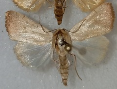 Bagisara buxea