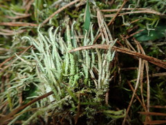 Cladonia cornuta