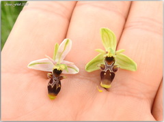 Ophrys scolopax apiformis