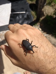 Homalinotus coriaceus