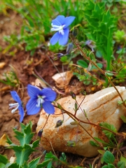 Veronica glauca